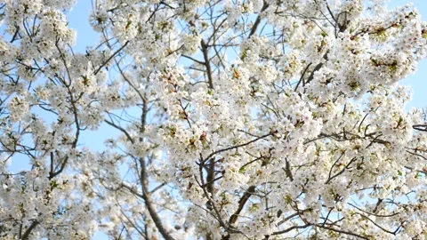 The cherry blossoms are in full bloom Stock Footage 346994725