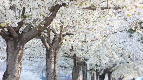 The cherry blossoms are in full bloom Vidéo 347006894