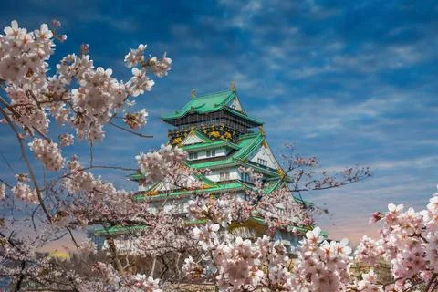 The cherry blossoms are in full bloom with Osaka Castle 写真素材