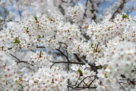 Cherry blossoms are in full bloom in spring. Canada. Stock Photos