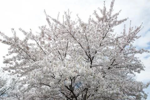 Cherry blossoms are in full bloom in the city park in spring. Toronto. Stock Photos