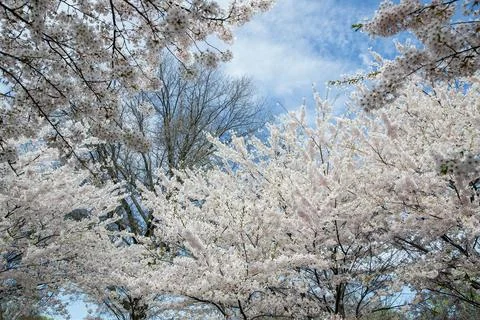 Cherry blossoms are in full bloom in the park in spring. Canada. Stock Photos