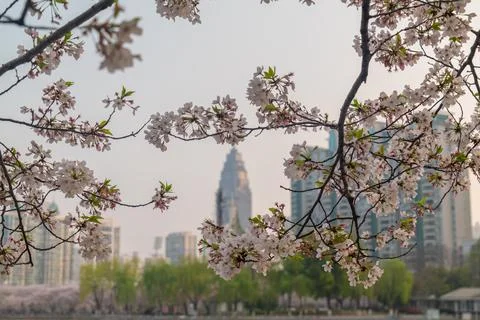 Cherry blossoms are in full bloom at Xibei Lake Park in Wuhan, Hubei, China. Stock Photos