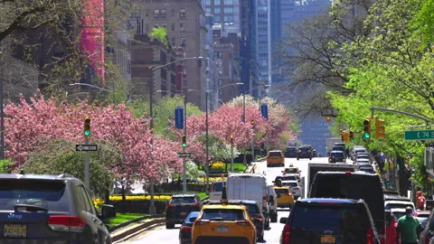 Cherry blossoms are in full bloomed at Park Avenue amidst the Pandemic NYC. Stock Footage 154338265