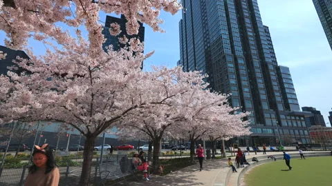 Cherry blossoms are in full bloomed in Hunter’s Point South Park Queens NYC Stock Footage 239946938