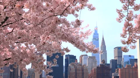 Cherry blossoms are in full bloomed in Hunter’s Point South Park Queens NYC Video stock 240003765