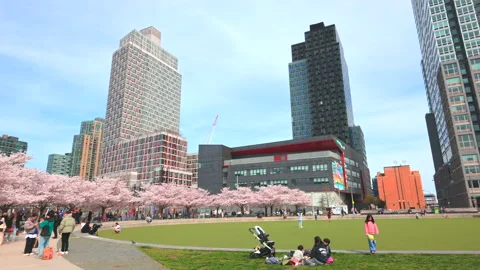 Cherry blossoms are in full bloomed in Hunter’s Point South Park Queens NYC Vídeo Stock 240006892