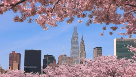 Cherry blossoms are in full bloomed in Hunter’s Point South Park Queens NYC Stock Footage 240019566
