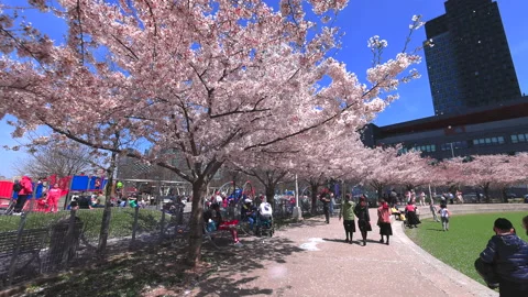 Cherry blossoms are in full bloomed in Hunter’s Point South Park Queens NYC Video stock 240042771