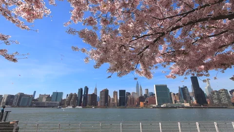 Cherry blossoms are in full bloomed in Hunter’s Point Queens New York City Stock Footage 240126716