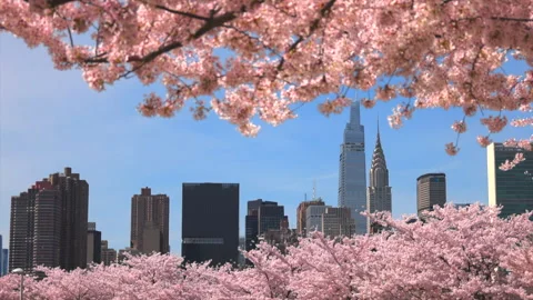 Cherry blossoms are in full bloomed in Hunter’s Point South Park Queens NYC Stock Footage 240748893