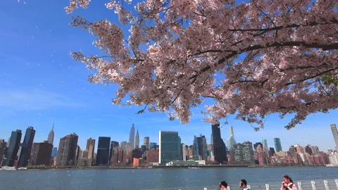 Cherry blossoms are in full bloomed in Hunter’s Point Queens New York City Video stock 240949924