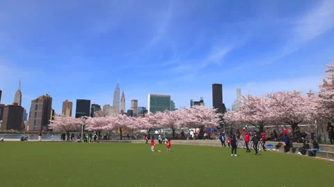 Cherry blossoms are in full bloomed in Hunter’s Point South Park Queens NYC Stock-Footage 241052800