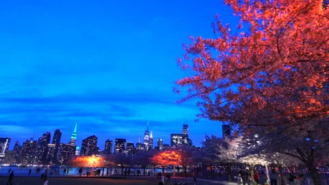 Cherry blossoms are in full bloomed in Hunter’s Point South Park Queens NYC 動画素材 293550988