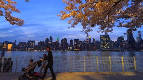 Cherry blossoms are in full bloomed in Hunter’s Point South Park Queens NYC 動画素材 293598546