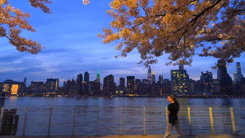 Cherry blossoms are in full bloomed in Hunter’s Point South Park Queens NYC Video stock 293599625