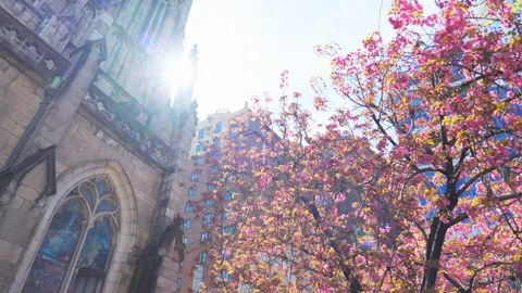 Cherry blossoms are in full bloomed at Grace Church in Greenwich Village in NYC. Stock Footage 303433743