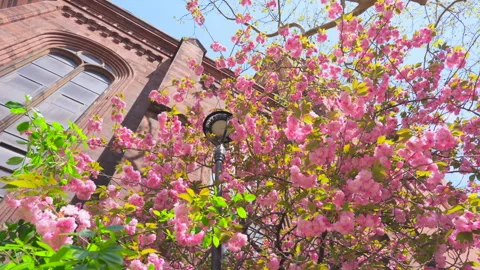 Cherry blossoms are in full bloomed at St George’s Episcopal Church in NYC. Video stock 303444863