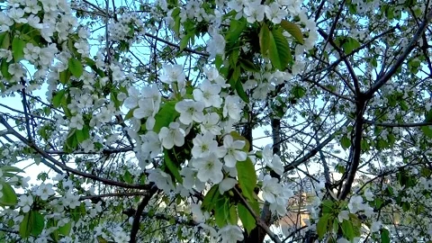 Cherry blossoms are swaying in the wind. Flowering trees in the spring park.. Stock Footage 310339441