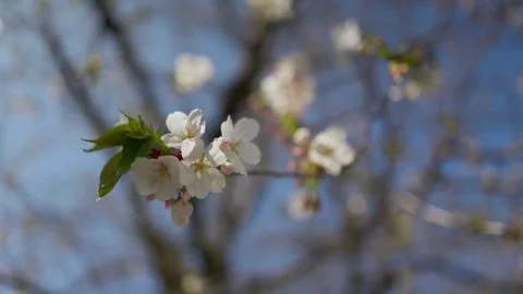 Cherry blossoms are swaying in the wind Stock Footage 331624768