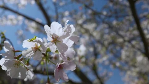 Cherry blossoms are swaying in the wind Stock Footage 331624831