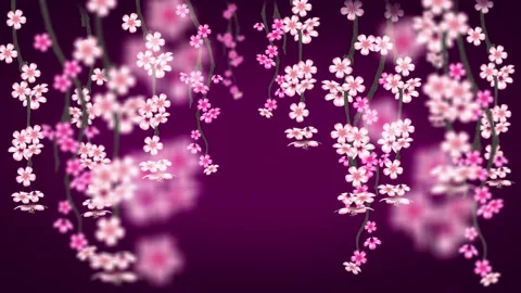 CHERRY BLOSSOMS BACKGROUND Stock Footage 172312166