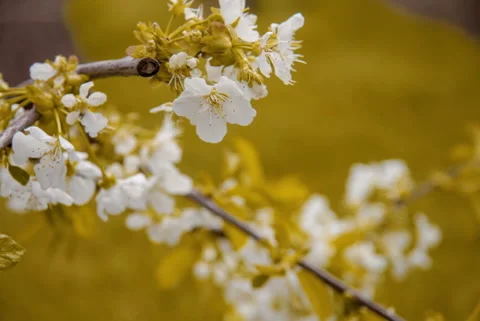 Cherry blossoms on a background of green grass Stock Footage 130313421