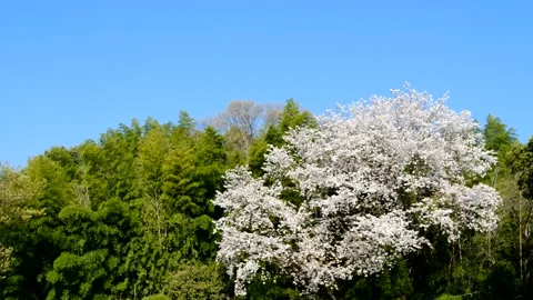 Cherry Blossoms Bamboo Video stock 177118013