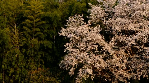 Cherry Blossoms Bamboo Grove Stock Footage 177117670