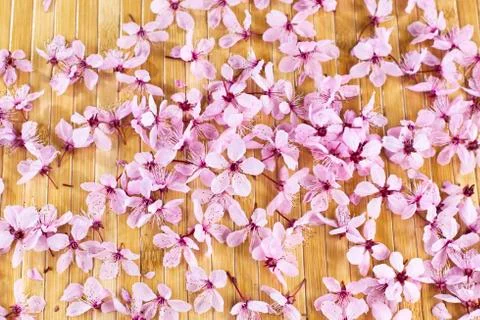 Cherry blossoms on bamboo Stock Photos
