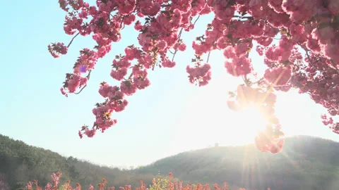 Cherry blossoms bathed at sunset Stock Footage 153758244