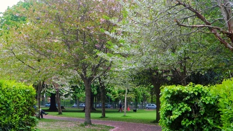 Cherry Blossoms in beautiful park in spring Stock Footage 129518720