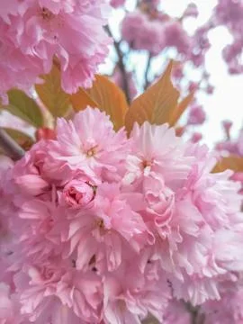Cherry blossoms. Beautiful spring background. Nature background Stock Photos