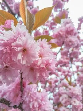 Cherry blossoms. Beautiful spring background. Nature background Stock Photos