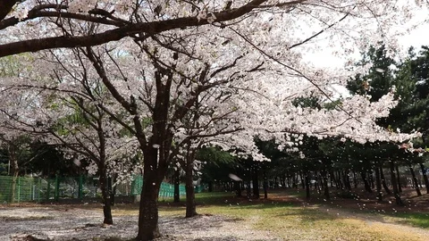 The cherry blossoms beautifully blows in the wind. Video stock 88073774