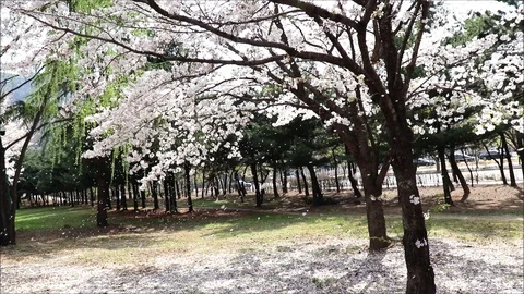 The cherry blossoms beautifully blows in the wind. Video stock 88074306