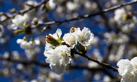 Cherry blossoms with bee Stock Photos