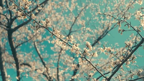 Cherry blossoms began to bloom under the blue clear sky on Jeju Island in Korea Stock Footage 126902830