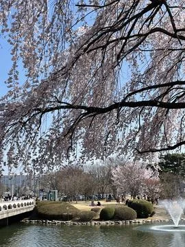 Cherry blossoms begin to bloom. Stock Photos