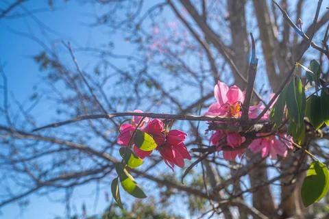 Cherry blossoms begin to bloom Stock Photos
