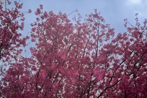Cherry blossoms begin to bloom Stock Photos