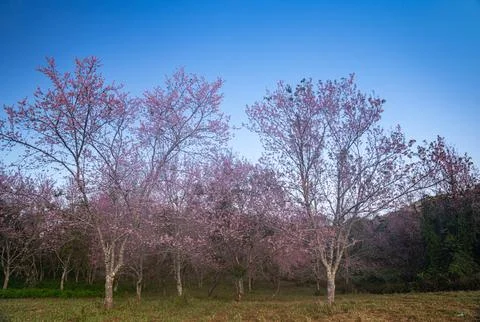 Cherry blossoms begin to bloom Stock Photos
