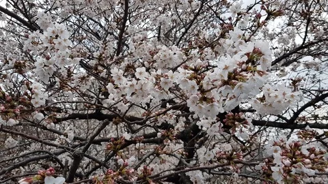 Cherry Blossoms being blown in the wind Stock Footage 105408397