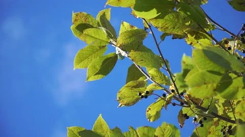 Cherry blossoms with berries and leaves on the background of the sky 库存影片 219972296