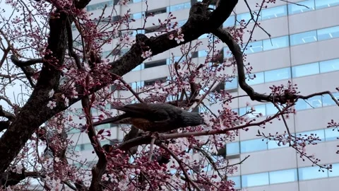 Cherry blossoms with bird in focus with a modern building facade in the backgrou Stock Footage 268568335