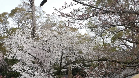 Cherry blossoms with bird take off Video stock 110042181