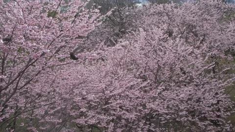 Cherry Blossoms Birds Video stock 173676495