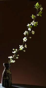 Cherry blossoms on black Fotos de archivo