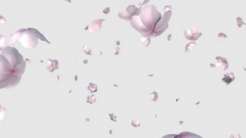 Cherry Blossoms Blast Stock Footage 240647917