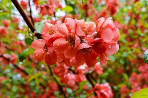 Cherry blossoms bloom after rain in a garden during spring time 库存照片